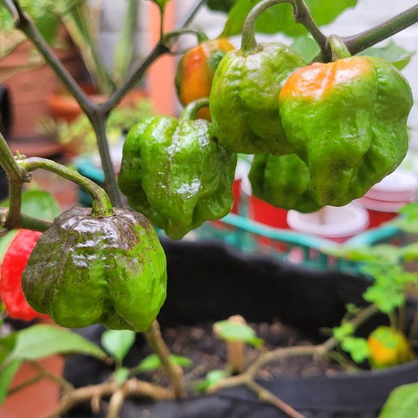Semillas de Chile Overkill