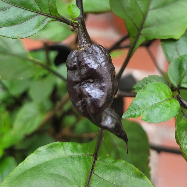 Semillas de Chile Red Shark