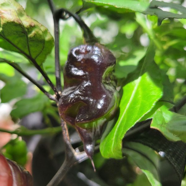 Semillas de Chile Red Shark